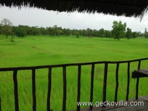 Gecko Villa-Thailand