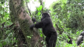 African Jungle Adventures in Rwanda and Uganda