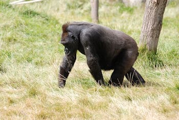 mountain-gorilla
