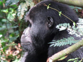 Gorilla Trekking Regulations and Permits
