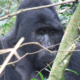 Gorilla Trekking Regulations and Permits