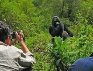 Gorilla Trekking in Bwindi Impenetrable Forest in Bwindi - Uganda