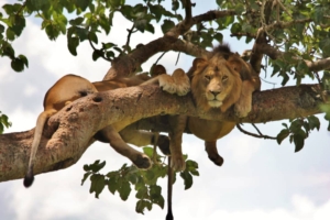 Mountain Climbing Lions in Queen Elizabeth National Park in Western Uganda