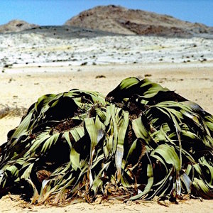 Namibia illustrations Welwitschia mirabilis