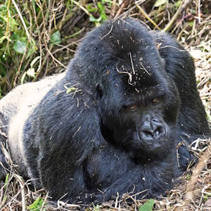 Rwanda Eco Lodges & tours African Jungle adventures the silver black gorilla