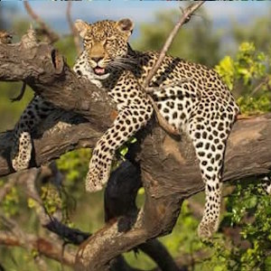 Uganda eco lodges and tours | Green world Safaris big cats