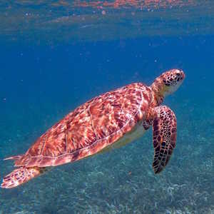 Belize ecolodges - Green Sea Turtle