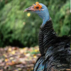 Belize ecolodges - Fauna Oscellated Turkey