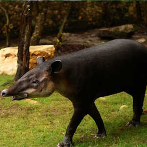 Belize ecolodges Fauna - Baird’s Tapir
