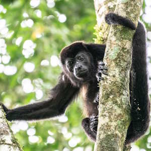 Costa Rica Fauna Howler Monkey