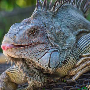 Costa Rica Fauna Iguana