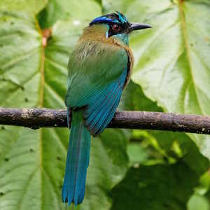Costa Rica Fauna Motmot Bird