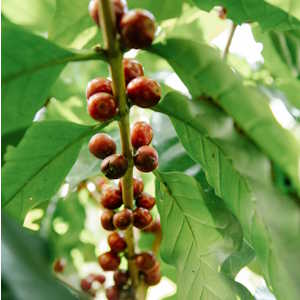 Costa Rica Flora Coffee Beans