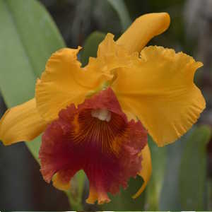 Costa Rica Flora Orchid