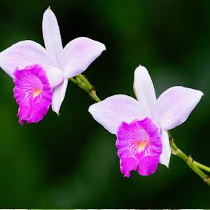 Costa Rica Flora Orchids