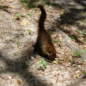 Guatemala Ecolodges Fauna - Coati