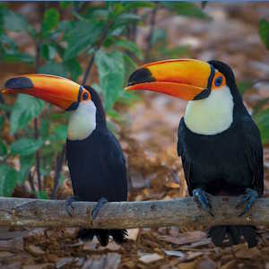 Guatemala Ecolodges Fauna - Toucan