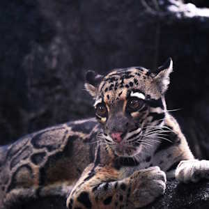 Guatemala Ecolodges Fauna - jaguar