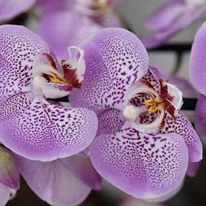 Guatemala Ecolodges Flora - Orchid