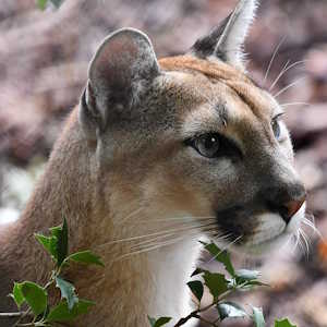 Honduras ecolodges Fauna Puma