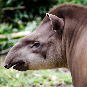 Honduras ecolodges Fauna Tapir