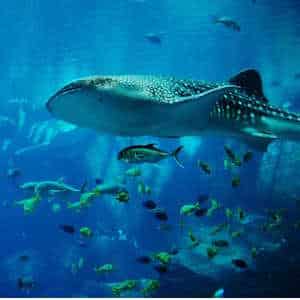 Honduras ecolodges Fauna Whale Shark