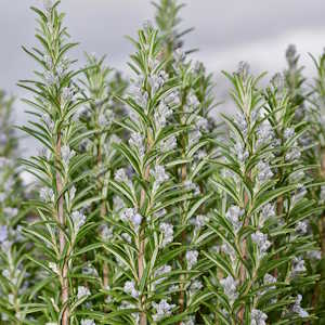 Honduras ecolodges Flora Rosemary Salvia Rosmarinusis