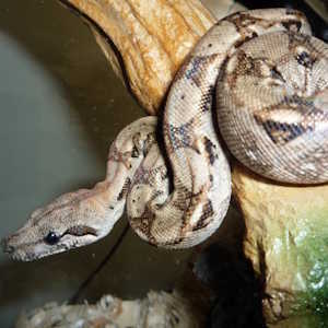 Nicaragua Ecolodges Fauna Boa