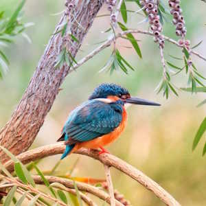 Nicaragua Ecolodges Fauna Kingfisher bird