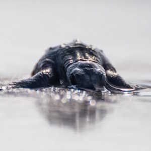 Nicaragua Ecolodges Fauna Leatherback Turtle hatchling