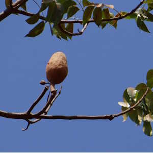 Nicaragua Ecolodges Flora Mahogany seed