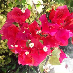 Belize ecolodges - Flora Bougainvillea