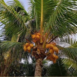 Belize ecolodges - Flora Palmtree