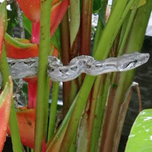 Belize ecolodges Flora and Fauna - Boa Constrictor resting in a Heliconia
