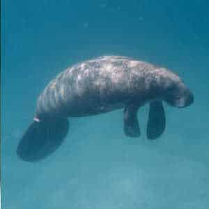 Central America Ecotourism - Belize ecologdes - Manatee