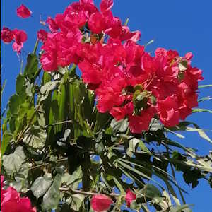 Central America Ecotourism - Fauna - Bougainvillea