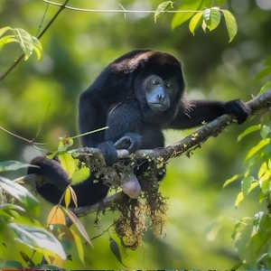 Central America Ecotourism - Fauna - Howler Monkey Costa Rica