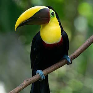 Central America Ecotourism - Fauna - Toucan