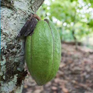 Central America Ecotourism - Flora Cacao
