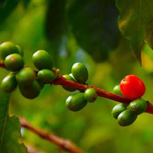 Central America Ecotourism - Flora - Coffee