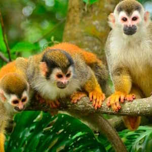 Costa Rica Spider Monkeys at Manuel Antonio park