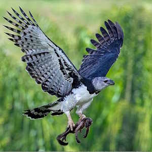 Ecolodges Panama Fauna - Harpy Eagle
