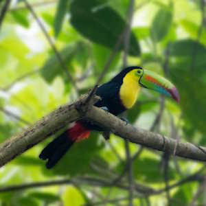 Ecolodges Panama Fauna - toucan