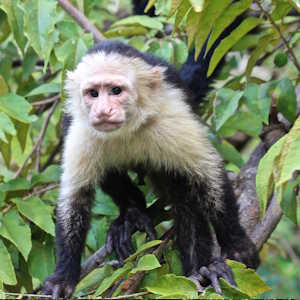 Panama Ecolodges - Flora- white-faced capuchin monkeys