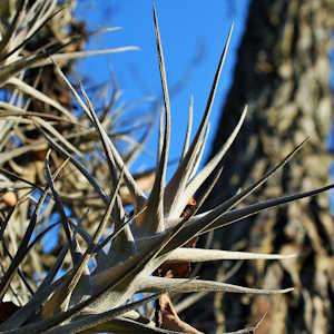 Panama Ecolodges - Flora - Epiphytes