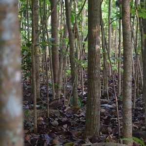 Panama Ecolodges - Flora - Mahogany tree
