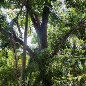 Panama Ecolodges - Flora - Tropical rainforrest