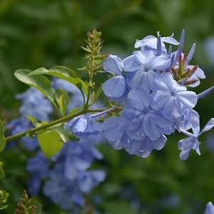 Guatemala Flora - Blue Plumbago