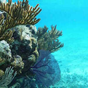 Mexico Destinations Meso American Barrier Reef Snorkeling Diving