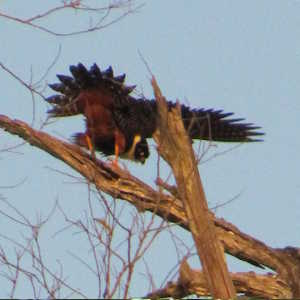Mexico Fauna Bat Falcon